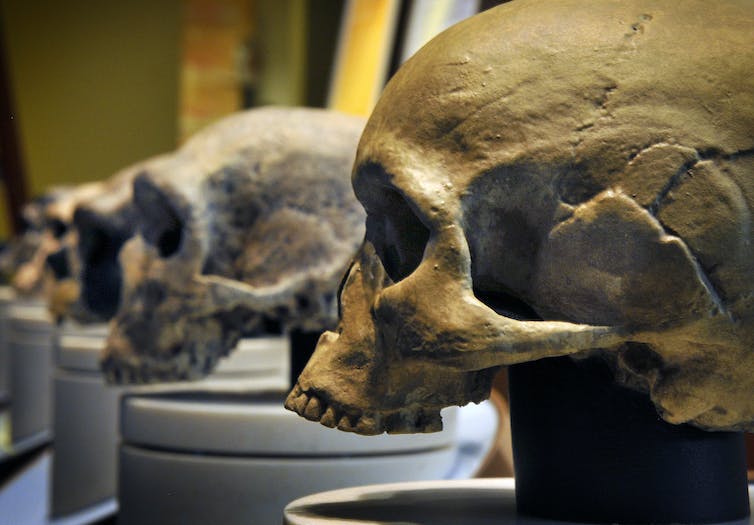 Our Homo sapiens ancestors shared the world with Neanderthals, Denisovans and other types of humans whose DNA lives on in our genes